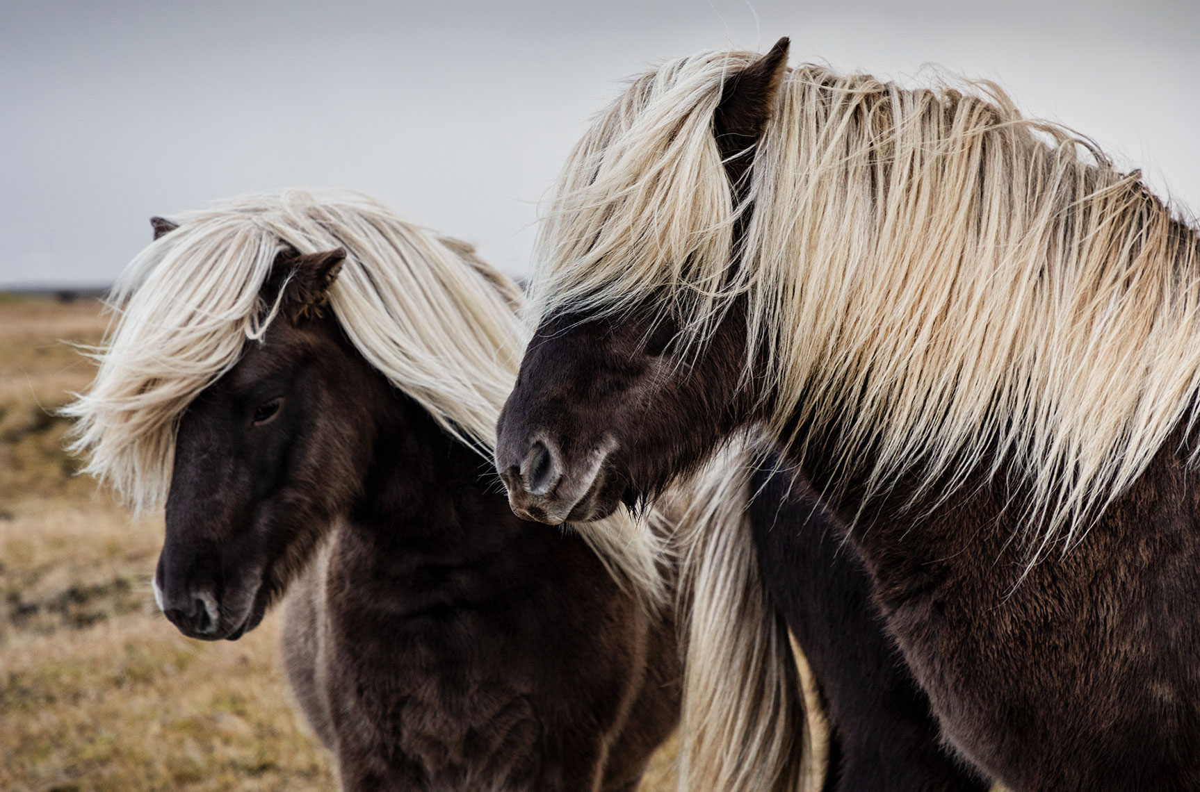 Blonde-manes_2.5