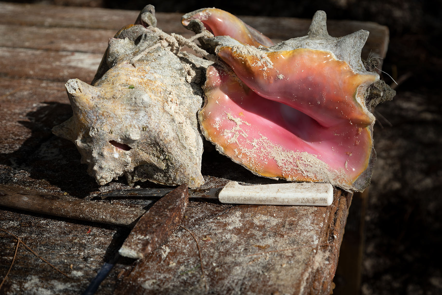 Conch-and-knife