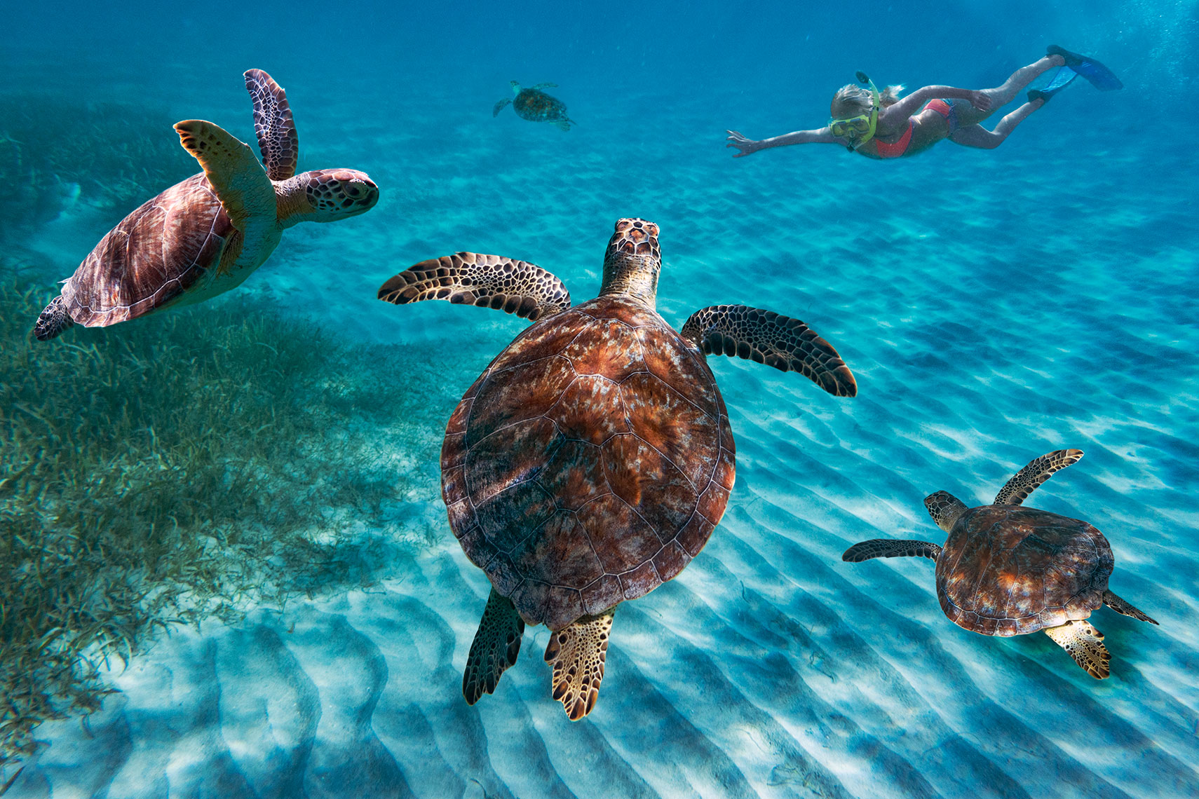 Culebra-turtle-party