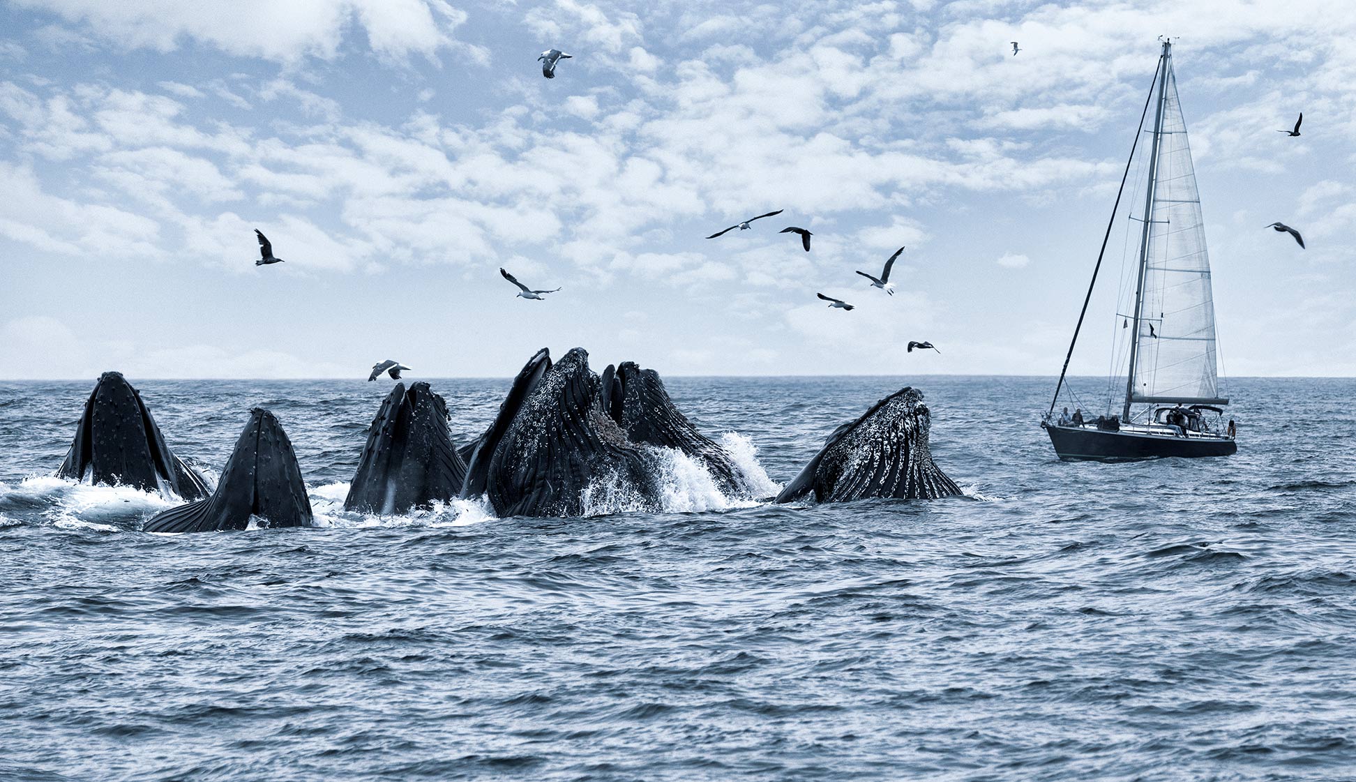 Humpback-whales-feeding-in-front-of-a-sailboat_Monterey-Bay_CA_
