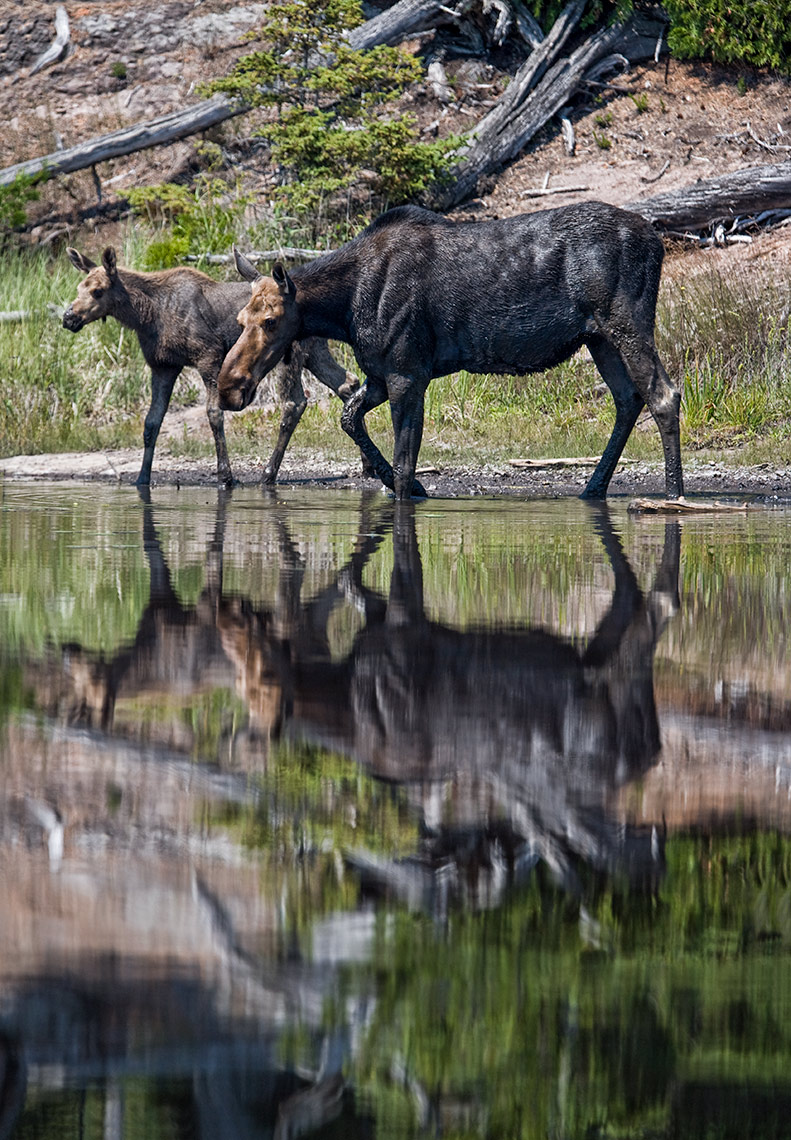 ISLE_ROYALE_moose