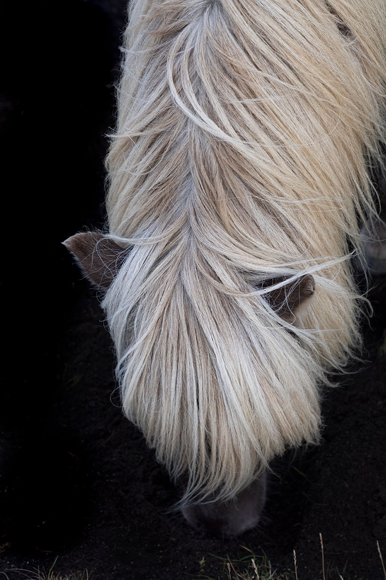 Icelandic-horse_blonde-mane