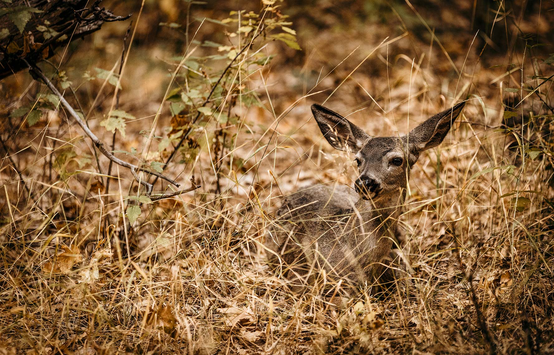 MULEDEER-IN-GRASS_YOSEMITE