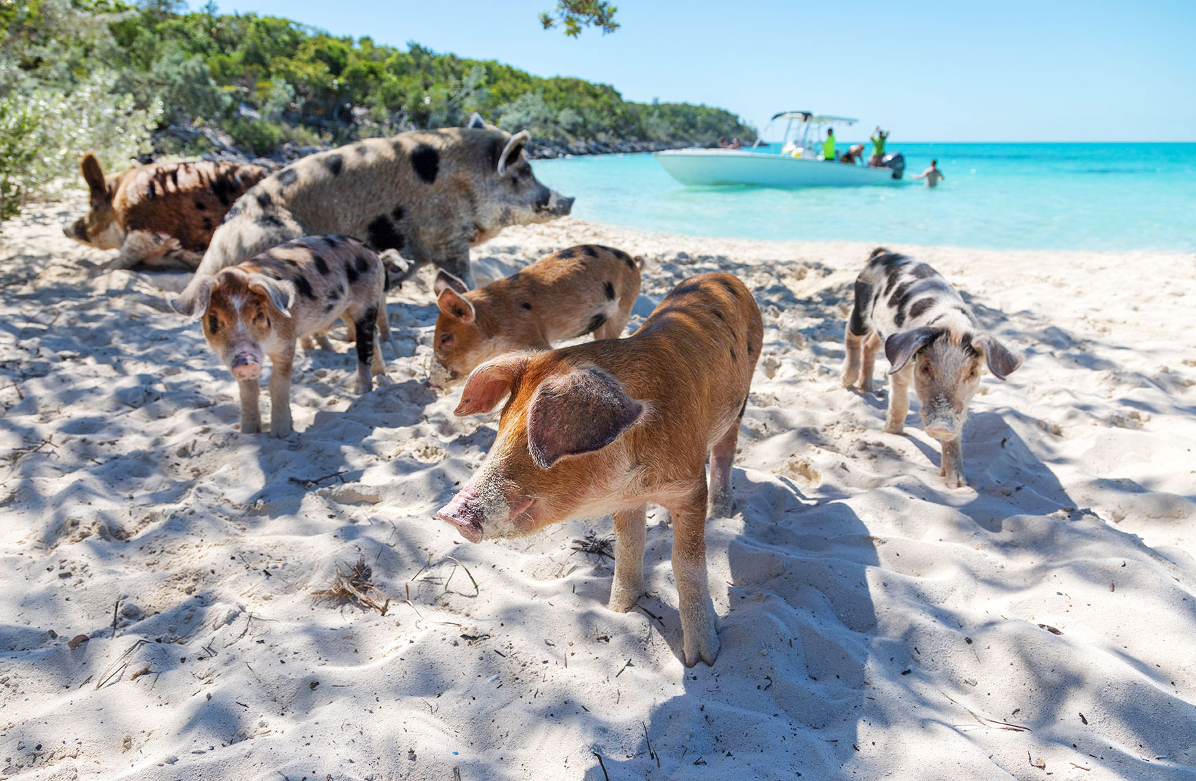 PIGS-ON-A-BEACH