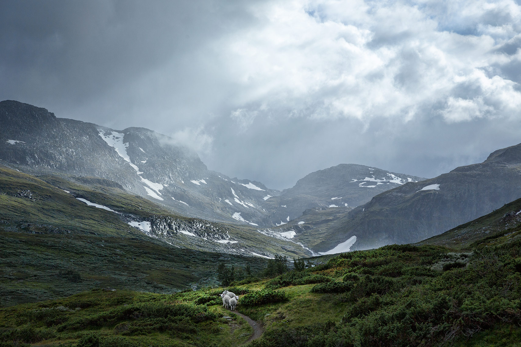 RAGGSTEINDALEN-SAU