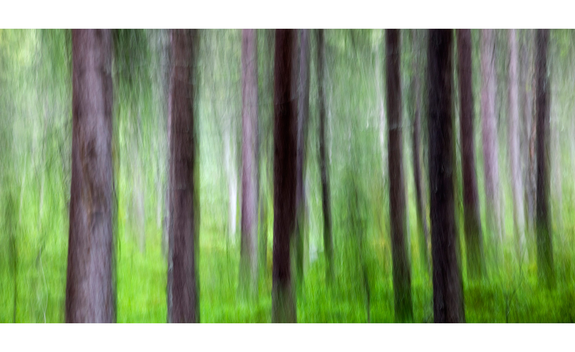 RAIN-IN-THE-FOREST