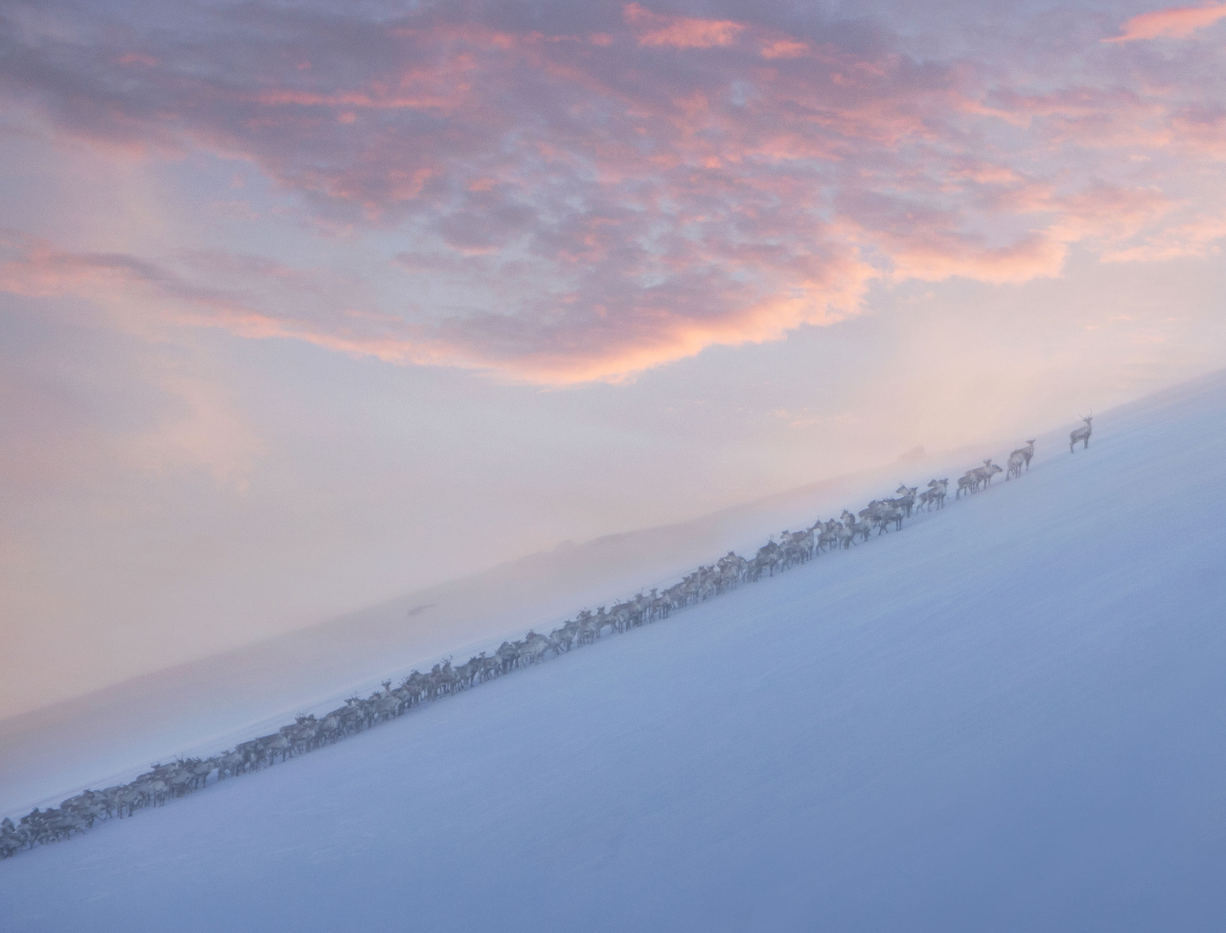 Reindeer-herd_Hardangervidda