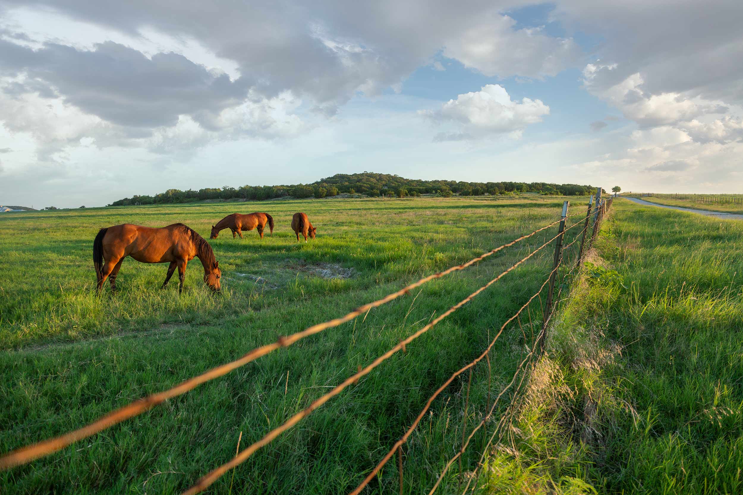 Texas-horses