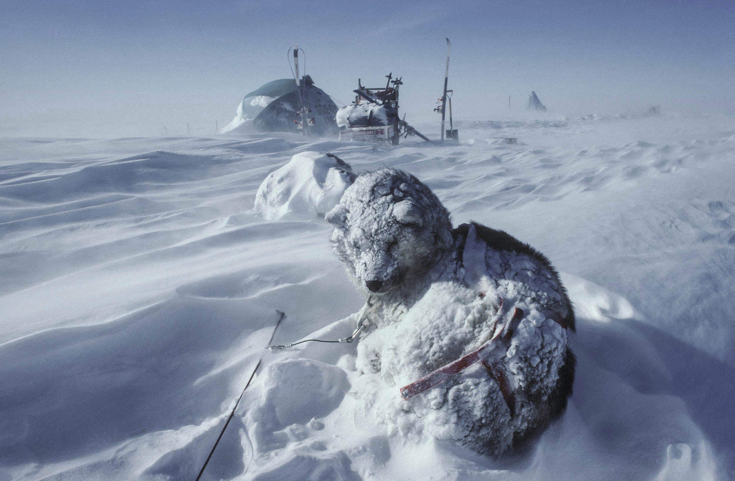 Trans-Antarctica-Expedition-dogs-waking-up
