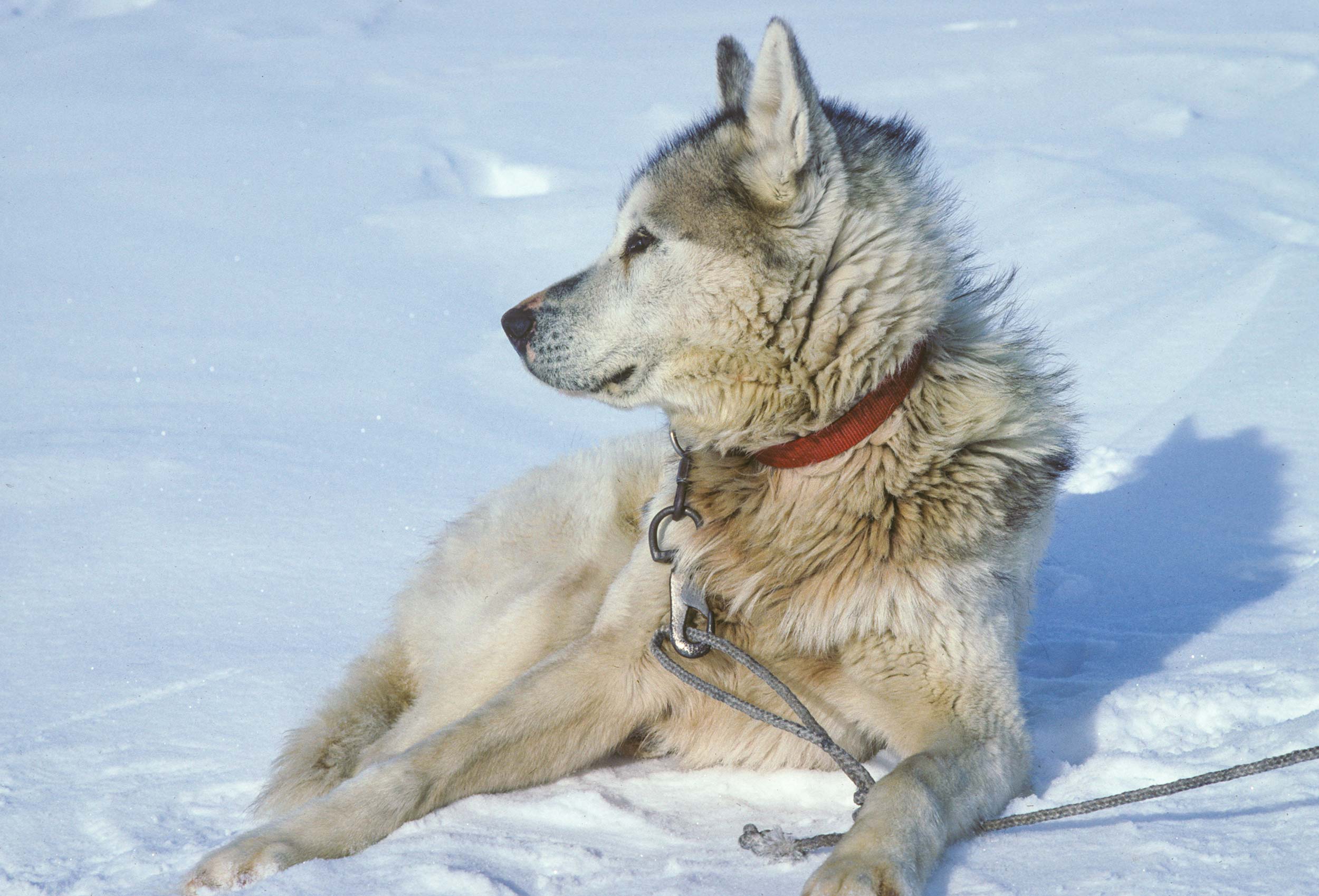 Trans-Antarctica-Expedition-sled-dog-resting-in-the-sun