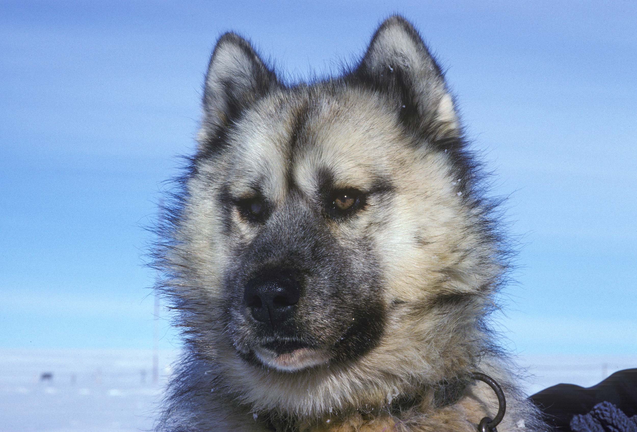 Trans-Antarctica-Expedition-sled-dog