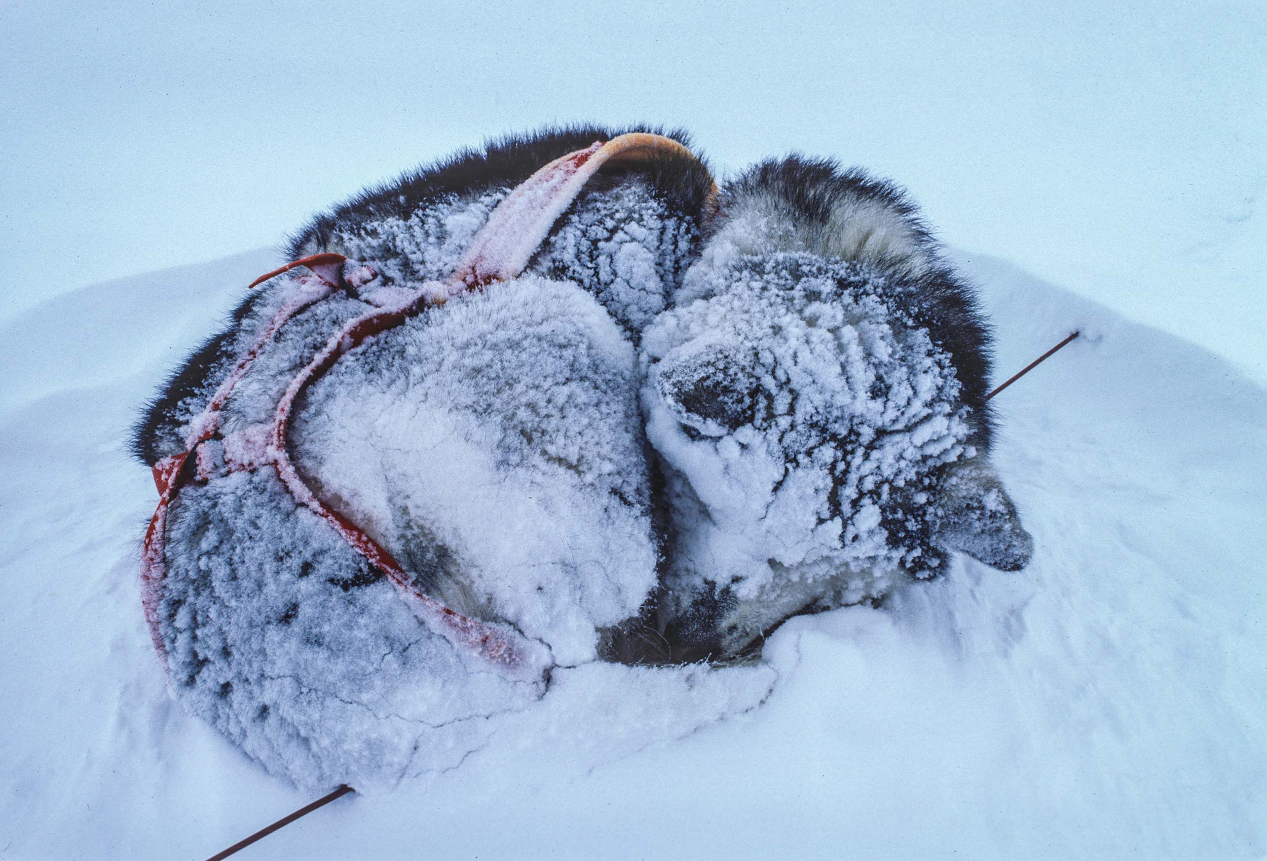 Trans-Antarctica-Expedition-sleeping-sled-dog