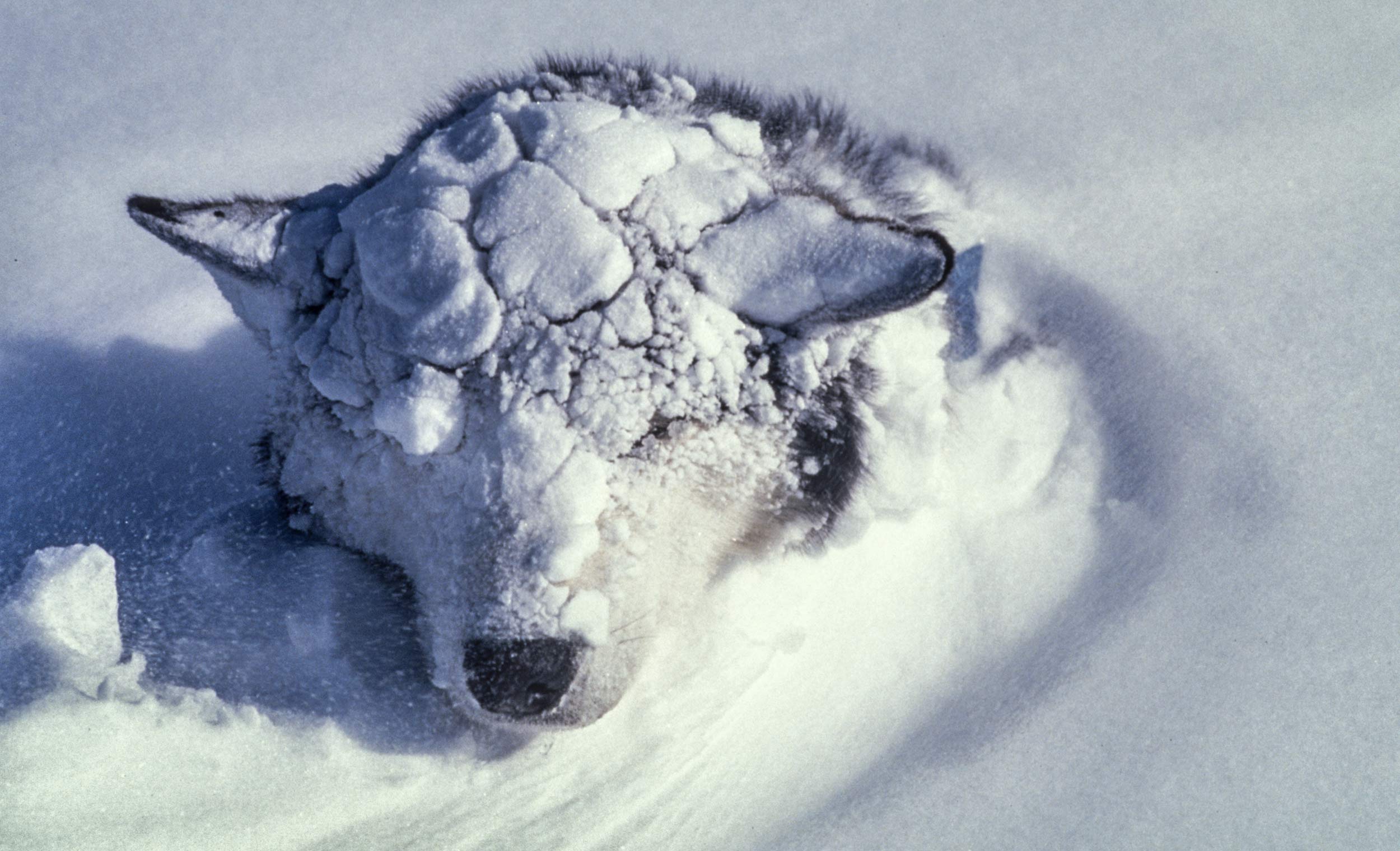 Trans-Antarctica-Expedition_sleeping-sled-dog-waking-up