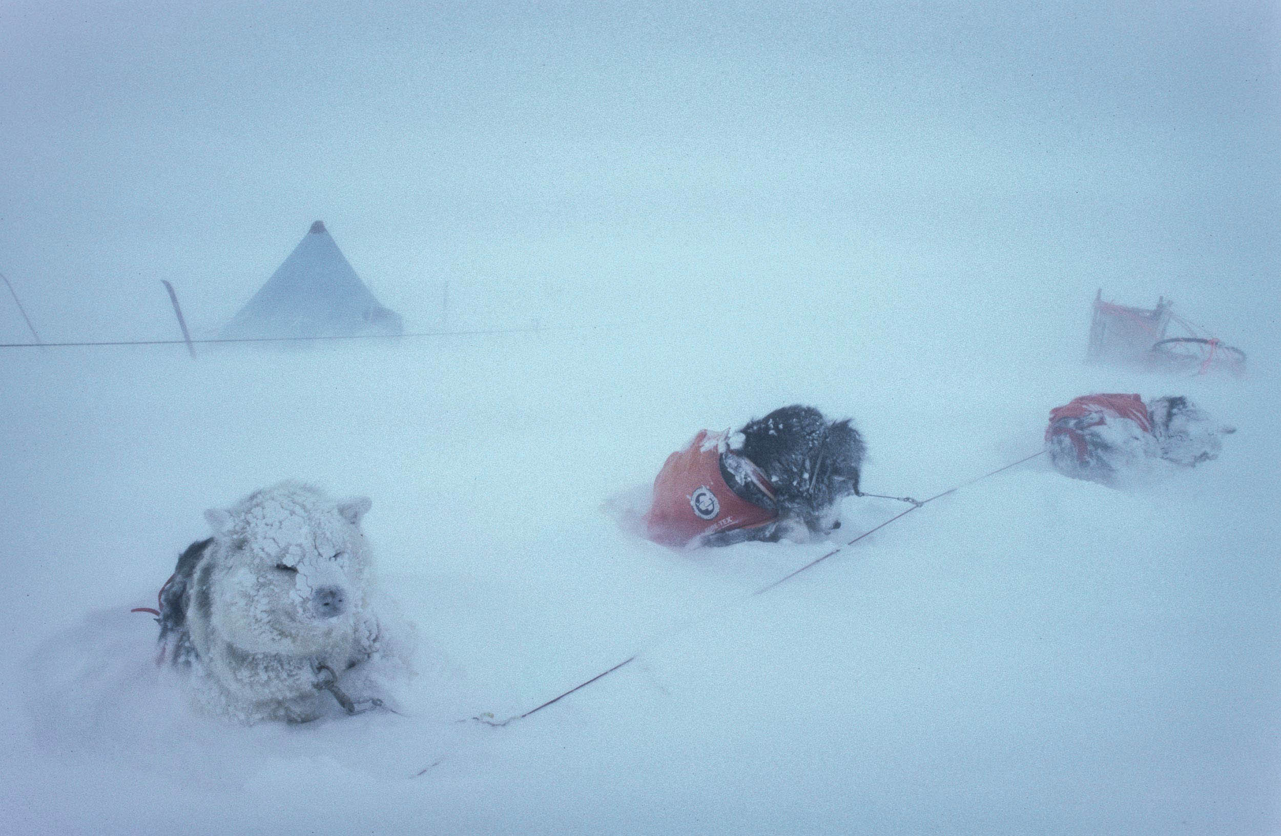 Trans-AntarcticaExpedition-Sled-dogs-in-Gore-Tex-jackets