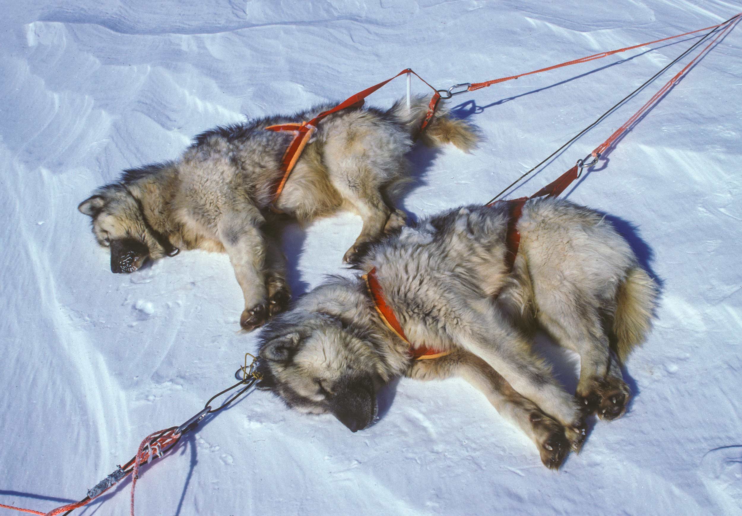 Trans-AntarcticaExpedition-resting-sled-dogs