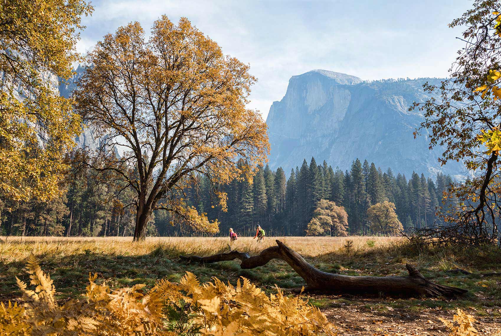 WALKING-TO-THE-BIG-TREE_YOSEMITE
