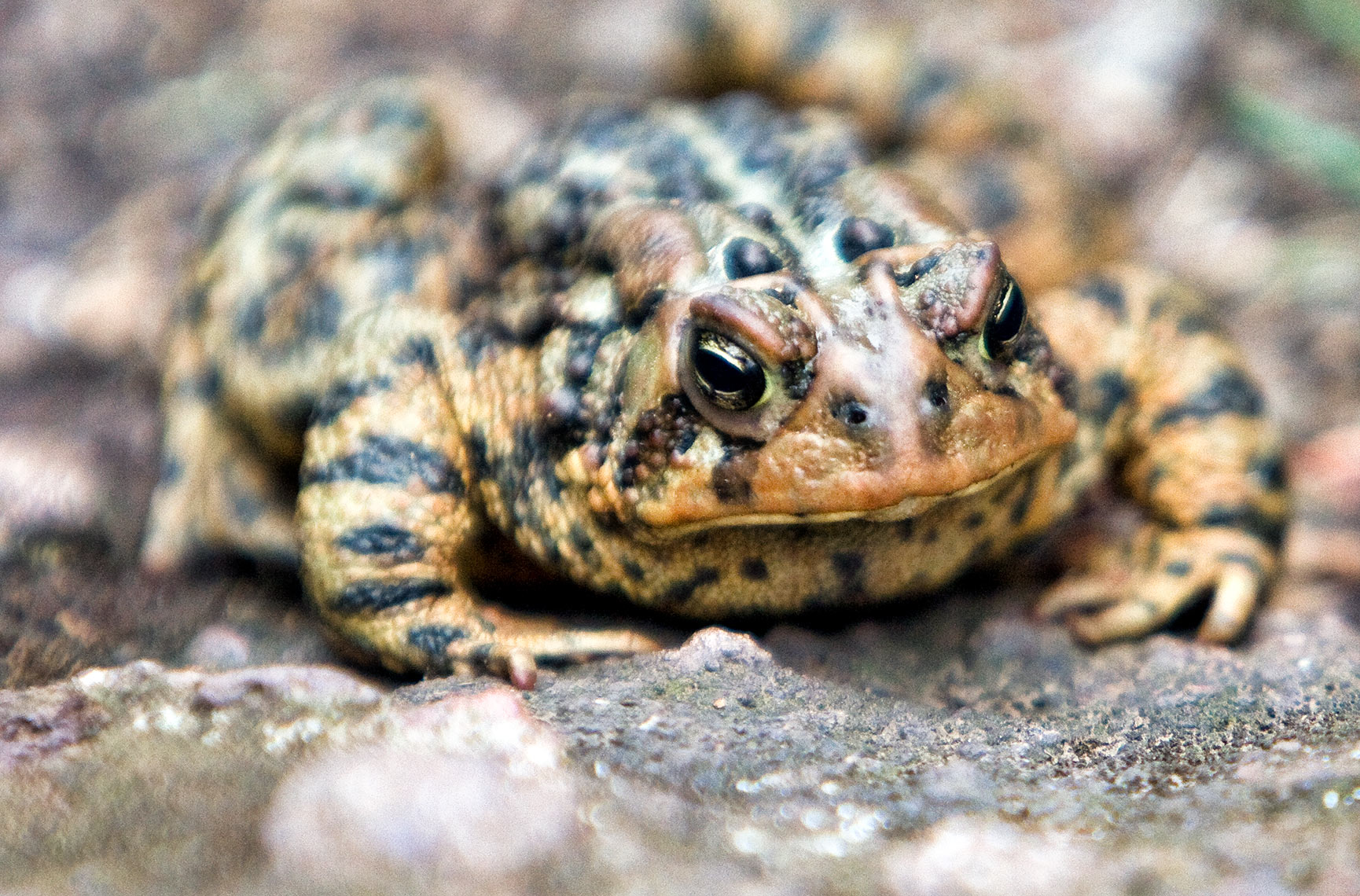 isle-roayle-toad
