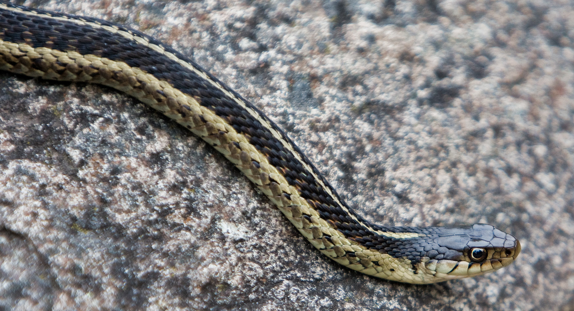 isleroyale-snake